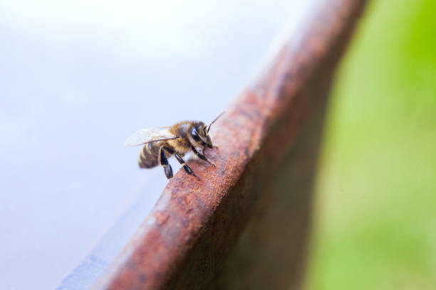 istock Close up of a curious bee in the human world 1201416930