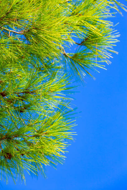 Summer vacation travel background with green pine forest tree branch and blue sky in Halkidiki, Greece