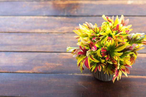 istock Colorfull of little tree on wood table. With copy space for text or design. 1201417221