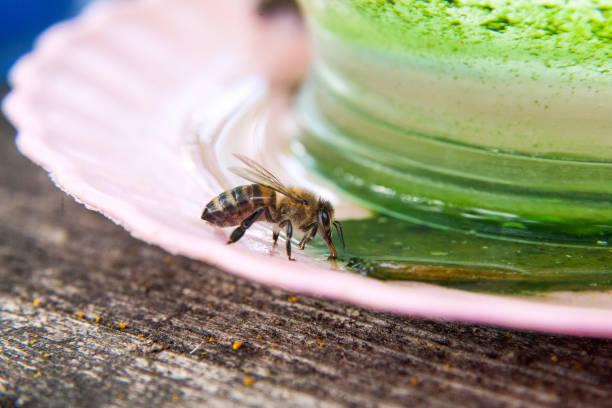 Macro shot of working bee that drink water at hot summer day.