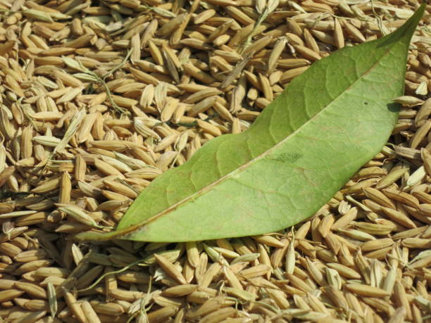 Unhulled rice (paddy) in close-up stock photo