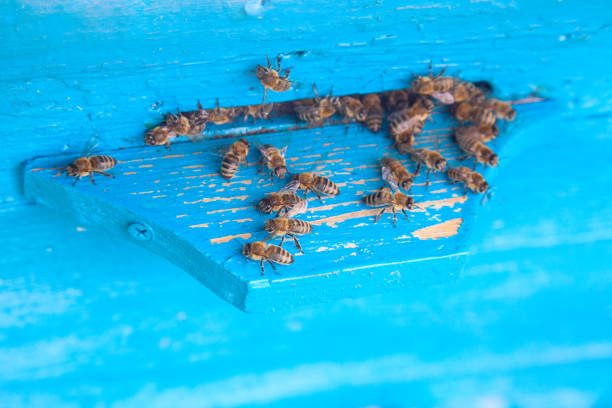 Plenty of bees at the entrance of beehive in apiary. Busy bees, close up view of the swarming bees on blue plank.
