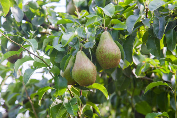 istock Shiny delicious pears hanging from a tree branch in the orchard. 1201418835