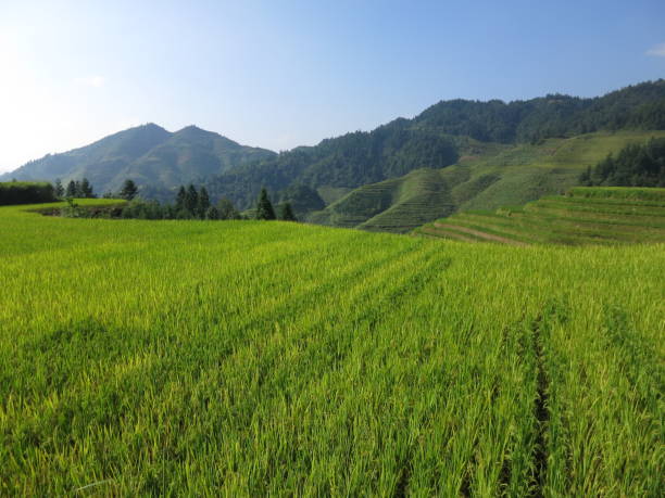 Green Longsheng Rice Fields stock photo