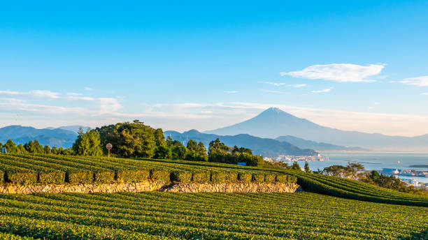 istock Green tea plantation with backgound of Fuji mountain 1201419996