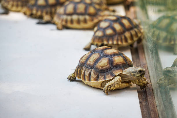 istock African spurred tortoise - Close up turtle walking in farm 1201420590