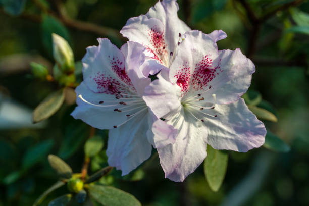 istock Blooming azaleas in the botanical garden 1201421798