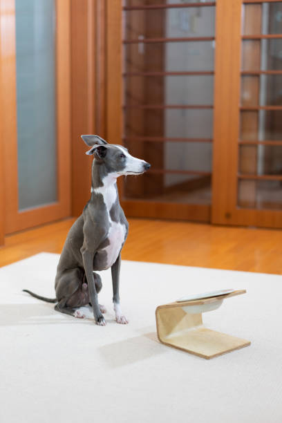 istock Italian Greyhound dog eating food 1201421940