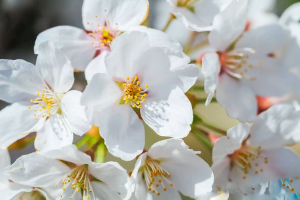 istock Beautiful cherry blossom or sakura in   japanese  in spring time. 1201422195