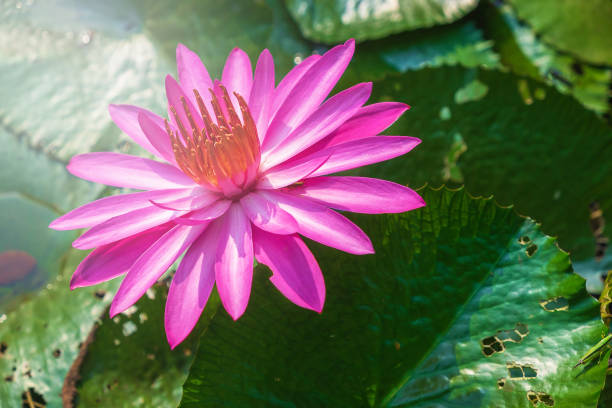 istock Lotus flower in the pond 1201423528