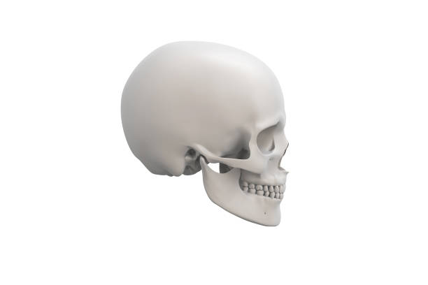 Anatomical illustration over a white background. Skull close-up. stock photo