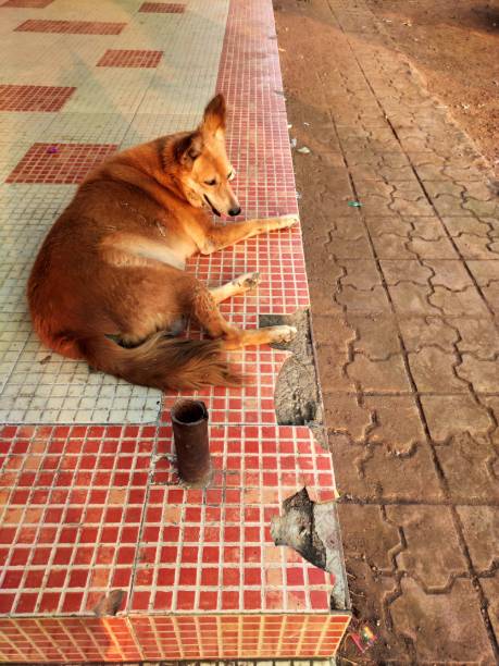 istock Abandoned lonely brown old dog sitting on road 1201425324