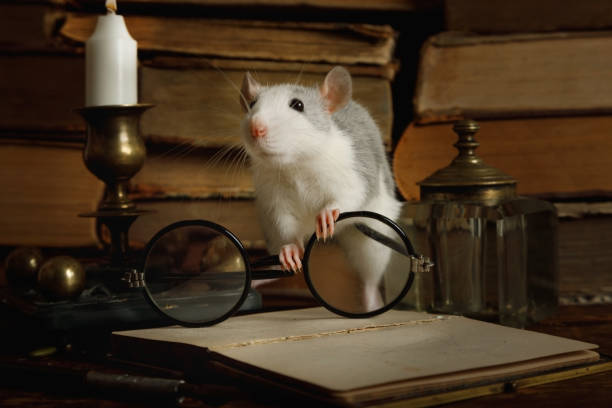 istock Rat runs around among old books, candle holder and old-fashioned glasses 1201426421