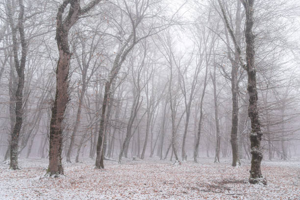Free Stock Photo of Misty Forest with Snow-Coated Trees in Winter Scene ...