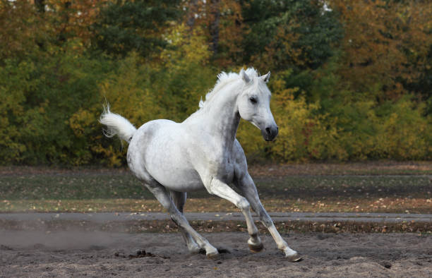 Arabian horse - galloping on autumn paddock Arabian white horse - galloping on autumn paddock white horse running stock pictures, royalty-free photos & images