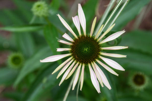istock Purple coneflower emerging and big eaten 1201431707