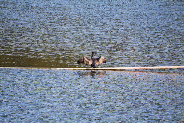 istock Cormorant spreading wings on river Ruhr 1201432583