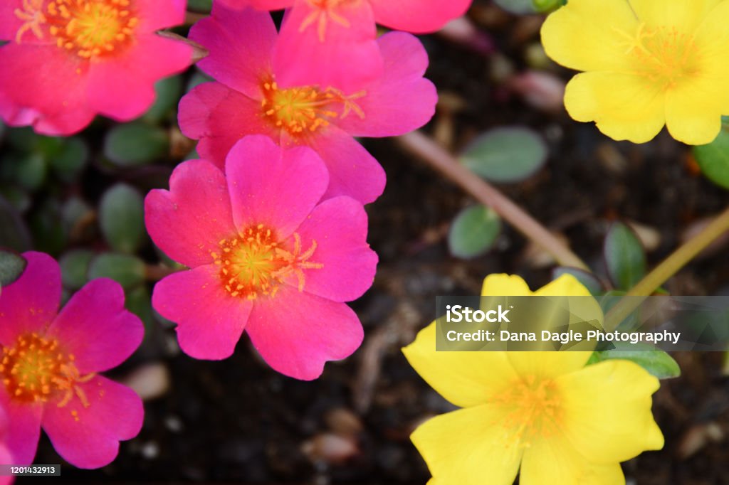 Hot pink and yellow portulaca flower close up Bright and vibrant hot pink and yellow portulaca blooms Portulaca Stock Photo