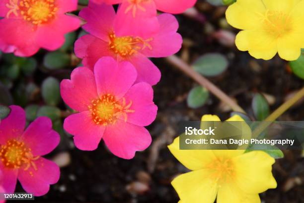 Hot Pink And Yellow Portulaca Flower Close Up Stock Photo - Download Image Now - Portulaca, USA, Backgrounds