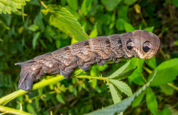 larva de polilla halcón elefante - branch caterpillar animal hair insect fotografías e imágenes de stock