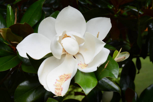 istock Magnolia flower dropping stamen 1201433356