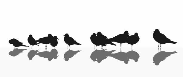seagull mixed colony, on white seagull mixed colony, silhouettes on white sandpiper stock illustrations
