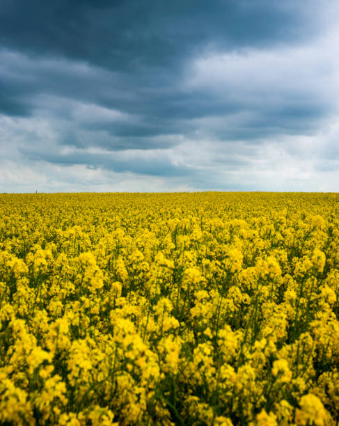 istock yellow blooming canola and grey storm clouds.thunderstorm is coming soon. 1201433494