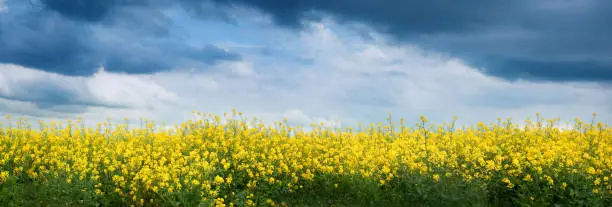 Canola fields in remote rural area, profiled on stormy sky