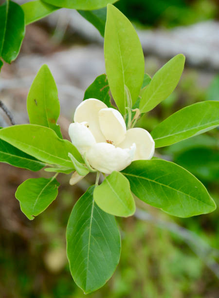 sweet bay magnolienblüte auf zweig - sweet magnolia tree blossom white stock-fotos und bilder