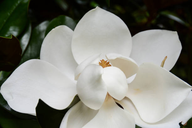 istock Magnolia flower close up beauty 1201434084
