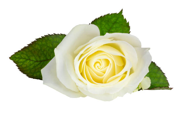 istock Beautiful white Rose (Rosaceae) isolated on white background, including clipping path and without shadow. 1201435293