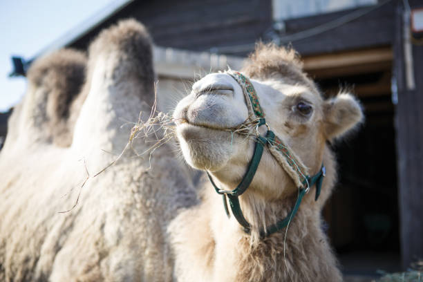 istock Camel close-up in the bright sun. 1201439055