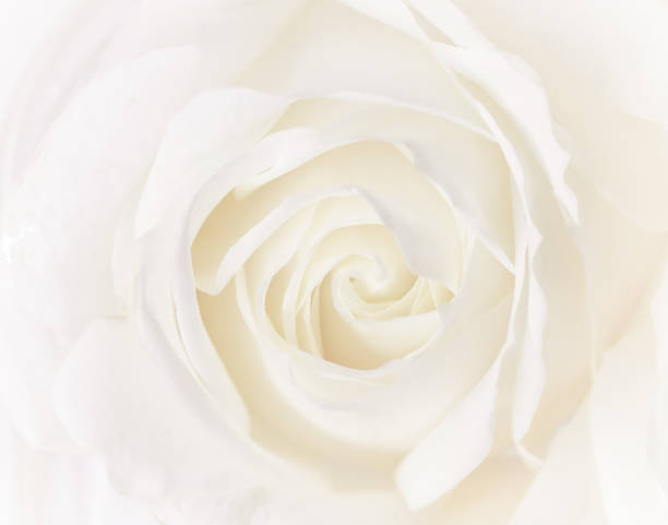 istock Soft focus, abstract floral background, white rose flower. Macro flowers backdrop for holiday brand design 1201441273