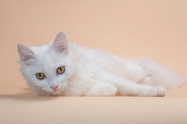 istock White cat with different eyes lying on a chair 1201445475