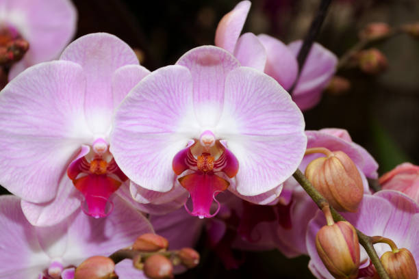 istock Pink orchid flowers 1201445520