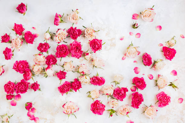 istock Roses background. Various pink and red roses buds and petals  scattered on rustic white background 1201445528