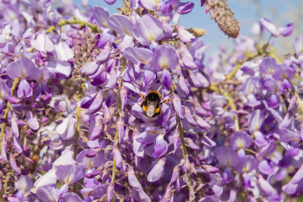 Wisteria purple flowers blooming in spring