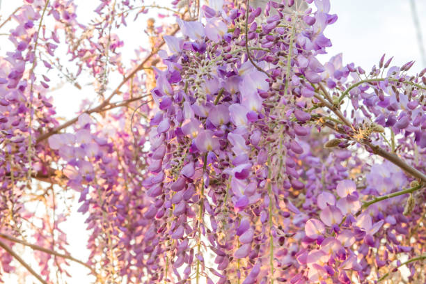 istock Wisteria purple flowers blooming in spring 1201445924