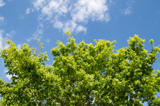 Quercus robur or oak tree fresh green foliage