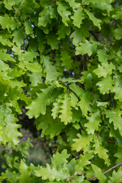 istock Quercus robur fresh green foliage 1201445933