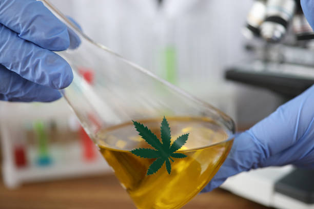 cannabis drug test in lab - photography sign table ganja imagens e fotografias de stock