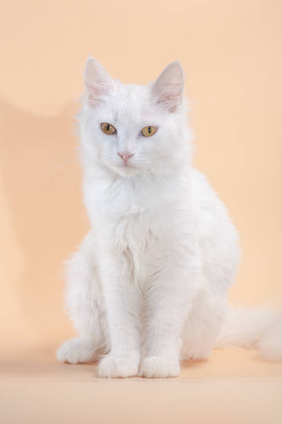 istock White cat with different eyes lying on a chair 1201446071