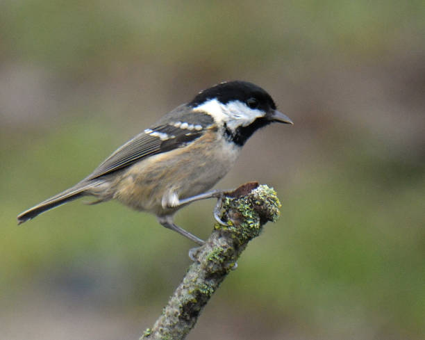 istock Marsh Tit, Coal Tit, Blue Tit and Great Tit perching 1201446076
