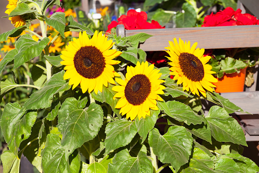 Big sunflowers in garden in Germany