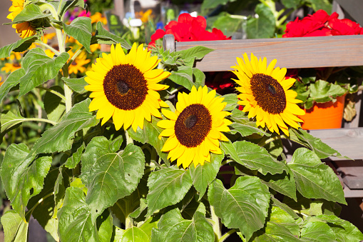 Sunflowers in the field against blue sky