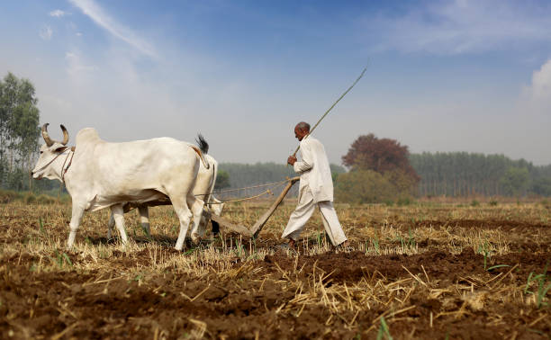 istock Farmer plowing field using wooden plough during summer season 1201446563