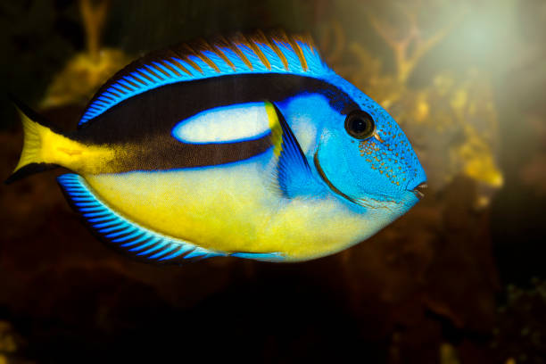 istock Blue tang surgeonfish, popular tropical aquarium pet 1201446789