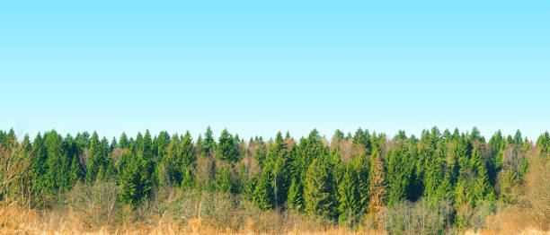 istock Panoramic top view of coniferous forest in early spring sunny day. Spruce forest, blue sky, spring landscape 1201448847