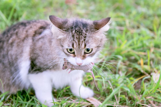istock Domestic house cat holding small mouse in mouth 1201449726