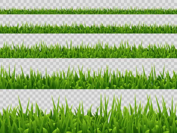 Vector illustration of Vector green grass border collection.